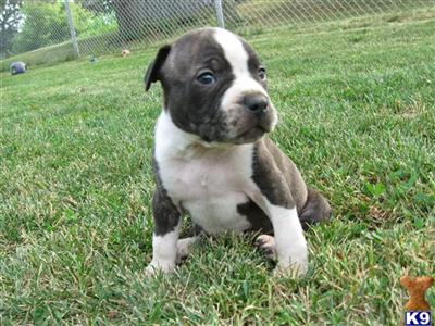 American Stafforsshire Terrier for sale